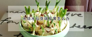 水培水仙芽端发黄怎么办,第1图