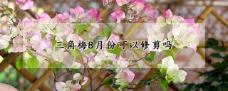 三角梅8月份可以修剪吗,第1图