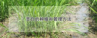 茭白的种植和管理方法,第1图