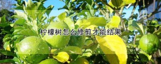 柠檬树怎么修剪才能结果,第1图