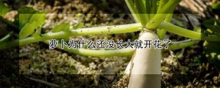 萝卜为什么还没长大就开花了,第1图