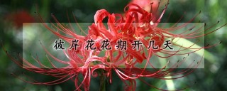 彼岸花花期开几天,第1图