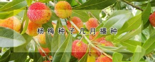 杨梅种子几月播种,第1图