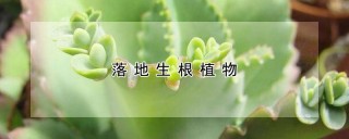 落地生根植物,第1图