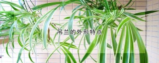 吊兰的外形特点,第1图