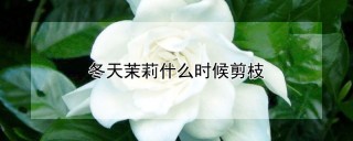 冬天茉莉什么时候剪枝,第1图