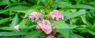 可以染指甲的花叫什么,第1图