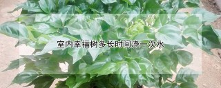 室内幸福树多长时间浇一次水,第1图