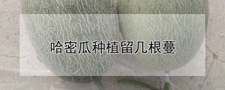 哈密瓜种植留几根蔓,第1图