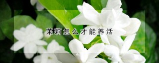 苿莉怎么才能养活,第1图