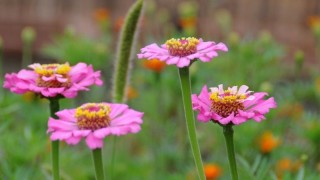 扶郎花花语,第1图