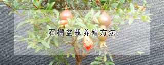 石榴盆栽养殖方法,第1图