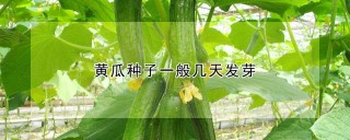 黄瓜种子一般几天发芽,第1图