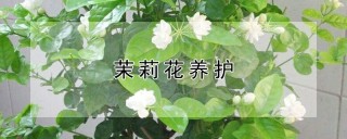 茉莉花养护,第1图