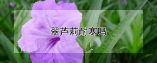 翠芦莉耐寒吗,第1图