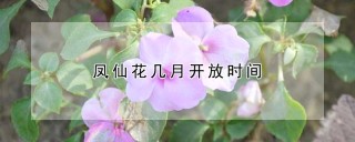 凤仙花几月开放时间,第1图