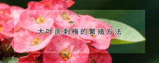 大叶虎刺梅的繁殖方法,第1图