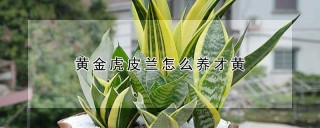 黄金虎皮兰怎么养才黄,第1图