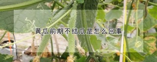 黄瓜前期不结瓜是怎么回事,第1图