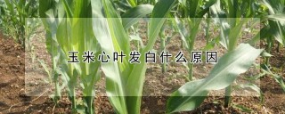 玉米心叶发白什么原因,第1图