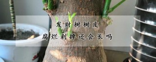 发财树树皮腐烂剥掉还会长吗,第1图