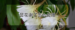 昙花谢了怎么处理,第1图