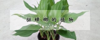 驱蟑螂的植物,第1图