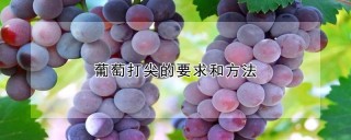 葡萄打尖的要求和方法,第1图