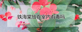 铁海棠放在室内有毒吗,第1图