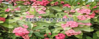 虎刺梅叶子掉光了还能活吗,第1图