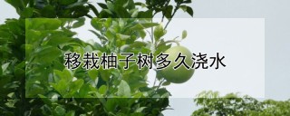 移栽柚子树多久浇水,第1图