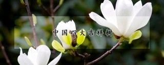 中国四大吉祥树,第1图