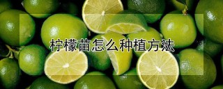 柠檬苗怎么种植方法,第1图