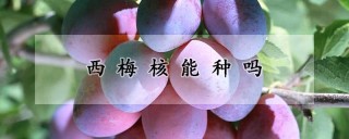 西梅核能种吗,第1图