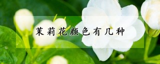 茉莉花颜色有几种,第1图