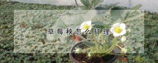 草莓秧怎么打理,第1图