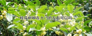 桂花树种在大门的左右可以吗,第1图