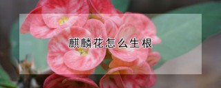 麒麟花怎么生根,第1图