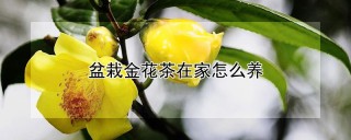 盆栽金花茶在家怎么养,第1图