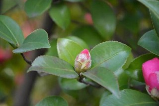 山茶花叶子发黄是什么原因，茶花叶子发黄怎么办,第7图