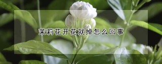 茉莉花开花就掉怎么回事,第1图