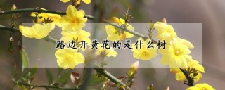 路边开黄花的是什么树,第1图