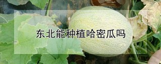 东北能种植哈密瓜吗,第1图