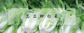 怎么种白菜,第1图