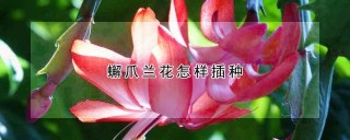 蠏爪兰花怎样插种,第1图