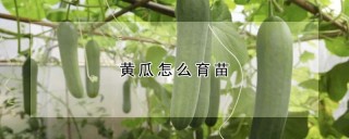 黄瓜怎么育苗,第1图