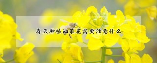 春天种植油菜花需要注意什么,第1图