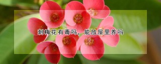 刺梅花有毒吗，能放屋里养吗,第1图