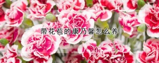 带花苞的康乃馨怎么养,第1图