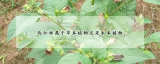 西红柿属于草本植物还是木本植物,第1图